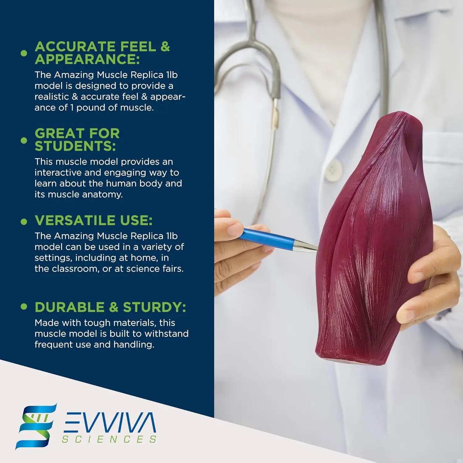 Human Muscle and Fat Replicas  - Nutrition Of Fitness review and price