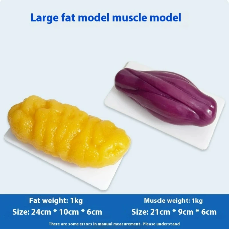 Human Muscle and Fat Replicas  - Nutrition Of Fitness review and price