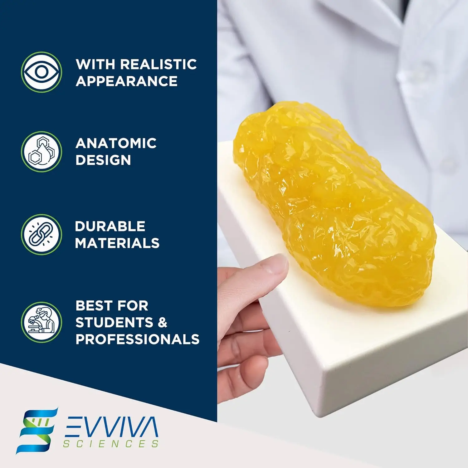 Human Muscle and Fat Replicas  - Nutrition Of Fitness review and price